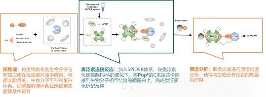 Spider钓靶技术