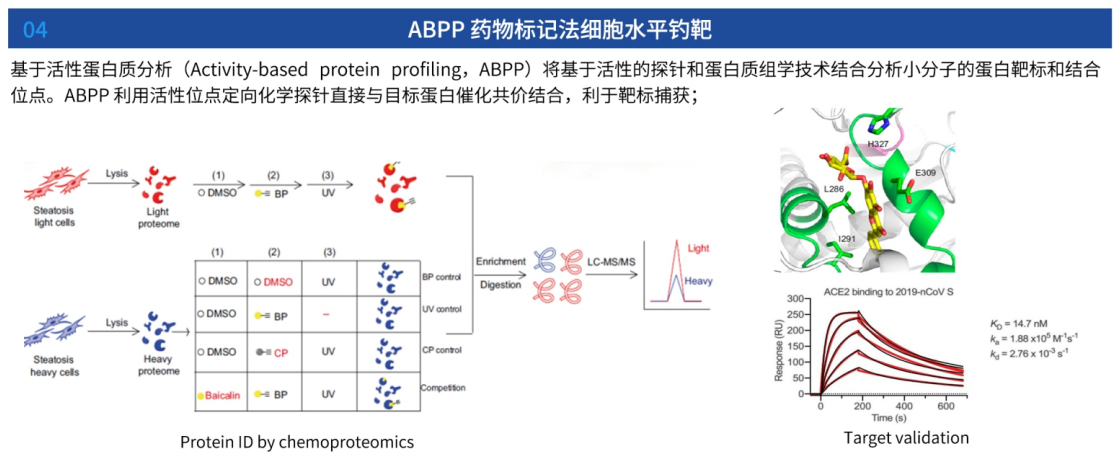 ABPP钓靶技术