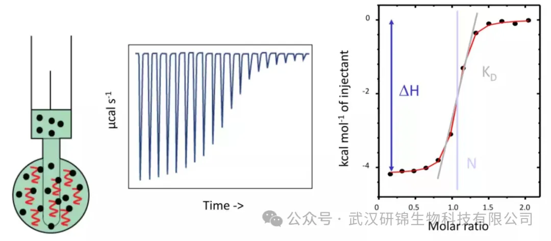 ITC等温滴定量热法